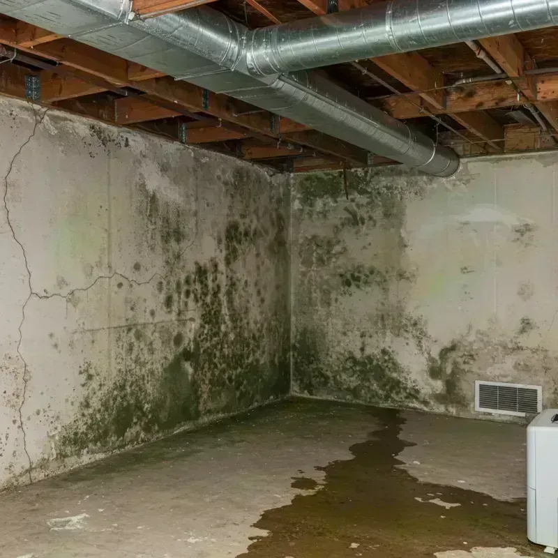 Professional Mold Removal in Bridgeton, MO